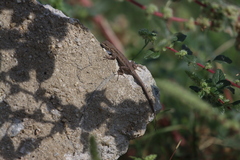 Urosaurus nigricauda