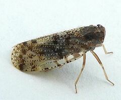 Cixius pini