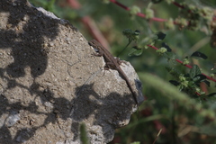 Urosaurus nigricauda
