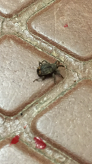 Conotrachelus posticatus