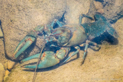 Cambarus chasmodactylus