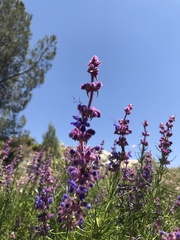 Trichostema lanatum