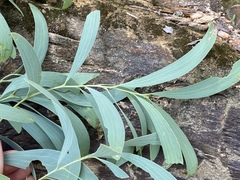 Acacia hemignosta