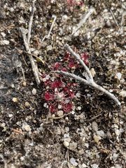 Drosera pygmaea