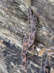 Acacia hemignosta