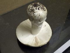 Amanita