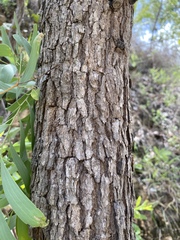 Acacia hemignosta