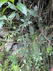 Passiflora parvipetala