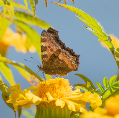 Aglais caschmirensis