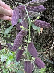 Passiflora parvipetala