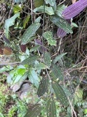 Passiflora parvipetala