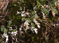 Acaena magellanica