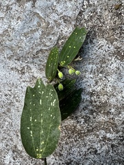 Passiflora parvipetala