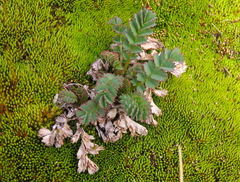 Acaena magellanica