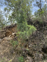 Acacia hemignosta