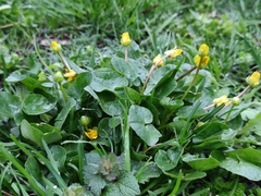 Ficaria verna calthifolia