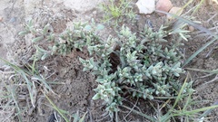 Trichodiadema orientale