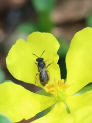 Chilalictus