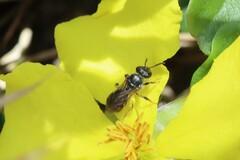 Chilalictus