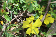 Chilalictus