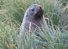 Arctocephalus gazella