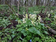 Corydalis cava