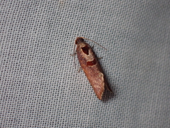 Glyphidoptera insignana