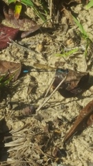 Argia tibialis