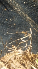 Argia tibialis