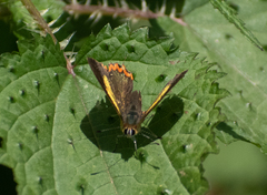 Heliophorus brahma