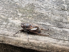 Gelidea torrida