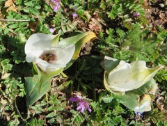 Colchicum capense ciliolatum