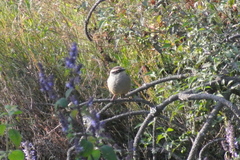 Oriturus superciliosus