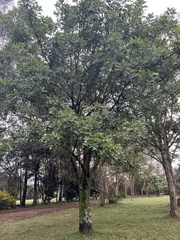 Kigelia africana