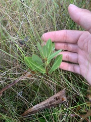 Asclepias connivens
