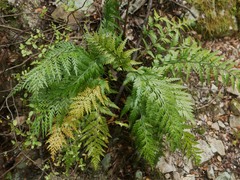 Asplenium appendiculatum appendiculatum