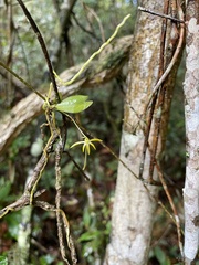 Angraecum rhynchoglossum image