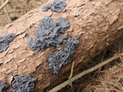 Exidia novozealandica