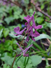 Corydalis caucasica