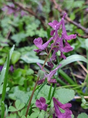 Corydalis caucasica