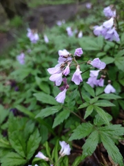 Cardamine quinquefolia