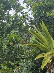 Varanus salvator bivittatus