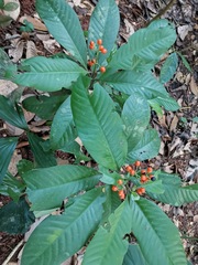 Magnoliopsida