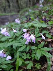 Cardamine quinquefolia