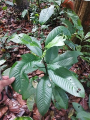 Magnoliopsida