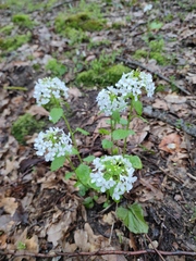 Pachyphragma macrophyllum