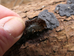 Exidia novozealandica