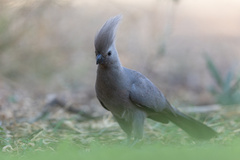 Corythaixoides concolor pallidiceps