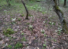 Pachyphragma macrophyllum