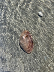 Metacarcinus gracilis